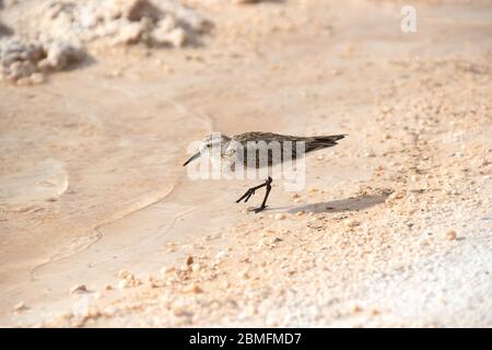 Baird's Sandpiper auf der Anrage der Laguna Piedra in der Atacama Wüste, Chile. Stockfoto