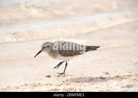 Baird's Sandpiper auf der Anrage der Laguna Piedra in der Atacama Wüste, Chile. Stockfoto