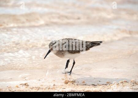 Baird's Sandpiper auf der Anrage der Laguna Piedra in der Atacama Wüste, Chile. Stockfoto