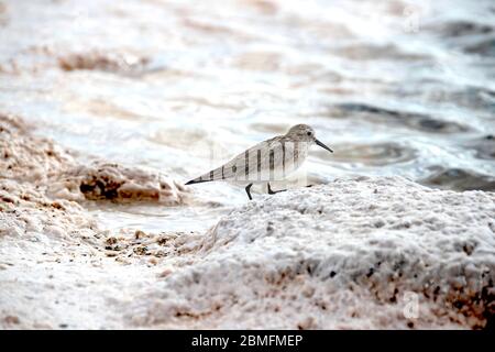 Baird's Sandpiper auf der Anrage der Laguna Piedra in der Atacama Wüste, Chile. Stockfoto