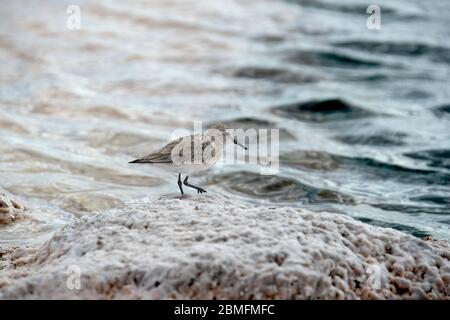 Baird's Sandpiper auf der Anrage der Laguna Piedra in der Atacama Wüste, Chile. Stockfoto