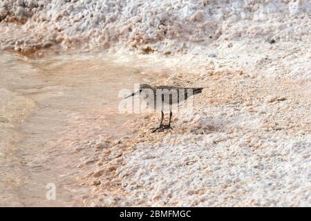 Baird's Sandpiper auf der Anrage der Laguna Piedra in der Atacama Wüste, Chile. Stockfoto