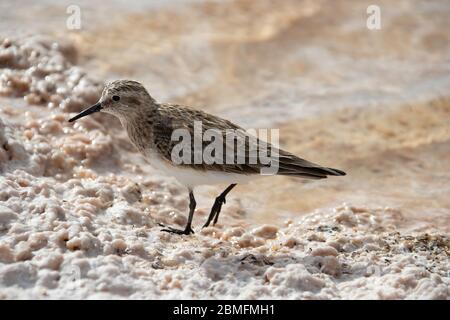 Baird's Sandpiper auf der Anrage der Laguna Piedra in der Atacama Wüste, Chile. Stockfoto