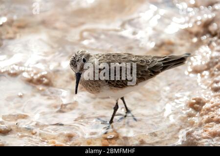 Baird's Sandpiper auf der Anrage der Laguna Piedra in der Atacama Wüste, Chile. Stockfoto