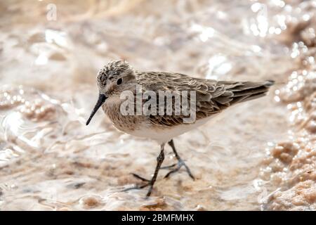 Baird's Sandpiper auf der Anrage der Laguna Piedra in der Atacama Wüste, Chile. Stockfoto