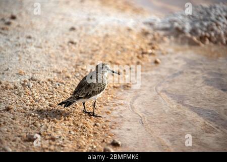 Baird's Sandpiper auf der Anrage der Laguna Piedra in der Atacama Wüste, Chile. Stockfoto