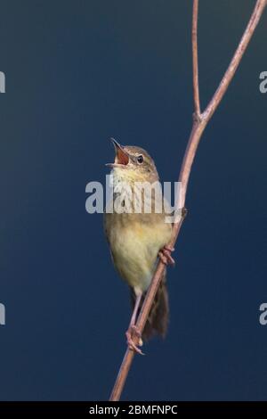 Grasshopper Warbler (Locustella naevia) Stockfoto