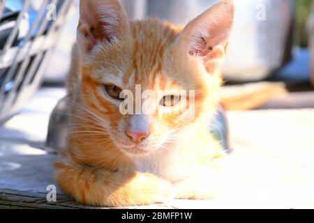 Schöne Katze, Pat Tier in Kutch, Gujarat Indien Stockfoto