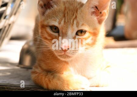 Schöne Katze, Pat Tier in Kutch, Gujarat Indien Stockfoto