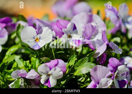 Pansy Panola Marina Shades Stockfoto