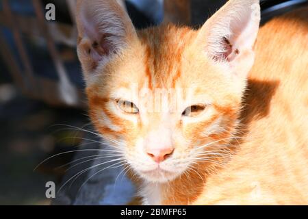 Schöne Katze, Pat Tier in Kutch, Gujarat Indien Stockfoto