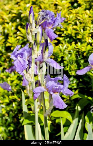 Iris pallida 'Variegata' große violette Flagge Stockfoto