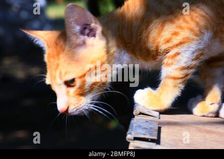 Schöne Katze, Pat Tier in Kutch, Gujarat Indien Stockfoto