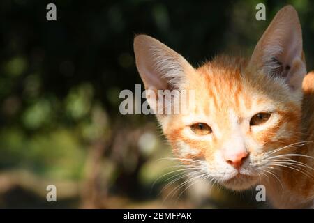 Schöne Katze, Pat Tier in Kutch, Gujarat Indien Stockfoto