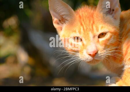 Schöne Katze, Pat Tier in Kutch, Gujarat Indien Stockfoto