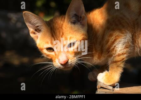 Schöne Katze, Pat Tier in Kutch, Gujarat Indien Stockfoto