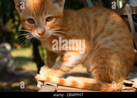 Schöne Katze, Pat Tier in Kutch, Gujarat Indien Stockfoto