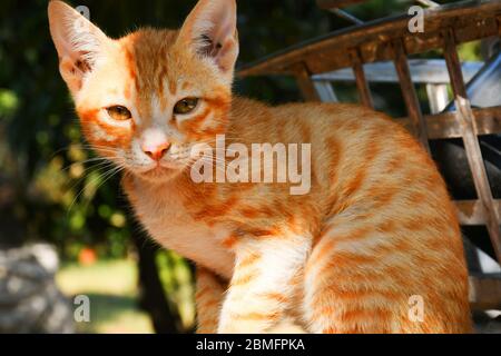 Schöne Katze, Pat Tier in Kutch, Gujarat Indien Stockfoto