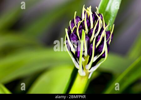 Scilla'S Karibische Juwelen apphire Blau' Stockfoto