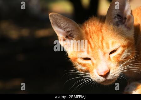 Schöne Katze, Pat Tier in Kutch, Gujarat Indien Stockfoto