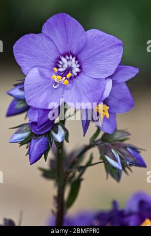 Jakobsleiter ‘Polemonium caeruleum’ Stockfoto