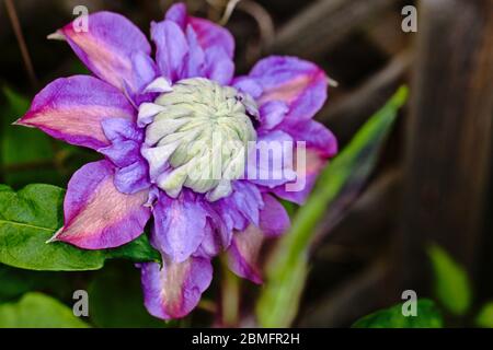 clematis diamantina „Evipo039“ Stockfoto