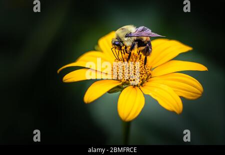 Eine Hummel biene gewölbt und intensiv füttern auf einer leuchtend gelben Blume Stockfoto