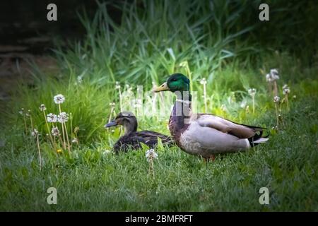 Ein Stockpaar ruht am Ufer des Tulpehocken Creek Stockfoto