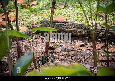 Zebrataubenvogel in der tropischen Natur Malaysias. Stockfoto