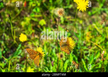 Hohe braune Friesenfalter auf Blumen in einer Wiese Stockfoto