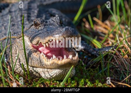 Amerikanischer Alligator (Alligator mississippiensis) auf dem Boden im Everglades National Park, Florida, USA Stockfoto