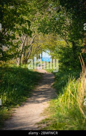 Leerer Weg durch den Wald, der zum Wasser führt Stockfoto