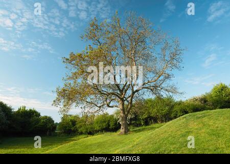 Englische Landschaft mit grünen Weiden und Bäumen, die im Frühling unter einem strahlend blauen Himmel in Westwood, Beverley, Yorkshire, Großbritannien platzen. Stockfoto