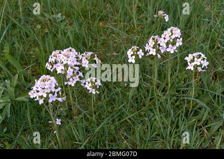 MILCHMÄDCHEN BLÜHT IM FRÜHJAHR AN DEN UFERN DES FLUSSES SPEY IN SCHOTTLAND AUCH CARDAMINE pratensis, die Kuckucksue, Damenkittel, mayflower, oder genannt Stockfoto