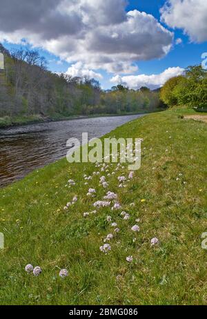 MILCHMAID BLÜHT AM UFER DES FLUSSES SPEY IN SCHOTTLAND AUCH CARDAMINE pratensis genannt, die Kuckucksue, Damenkittel, mayflower oder milkmaids. Stockfoto