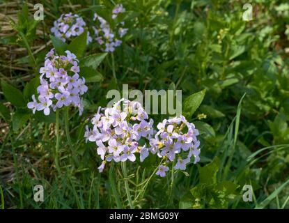 MILKMAID BLÜHT FRÜHLING IN SCHOTTLAND AUCH CARDAMINE pratensis genannt, die Kuckucksue, Damenkitch, mayflower oder milkmaids. Stockfoto