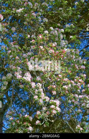 ROSA UND WEISSE BLÜTEN ODER BLÜTEN DER KRABBE APFELBAUM IM FRÜHJAHR MALUS SYLVESTRIS Stockfoto