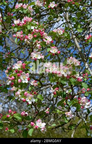 ROSA UND WEISSE BLÜTEN ODER BLÜTEN DER KRABBE APFELBAUM IM FRÜHJAHR MALUS SYLVESTRIS Stockfoto