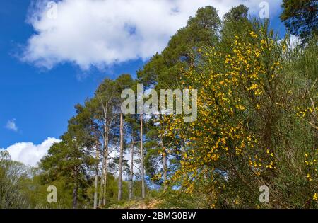 SCHOTTEN KIEFERN Pinus sylvestris UND GELBE GINSTER BLUMEN Cytisus scoparius IM FRÜHJAHR Stockfoto