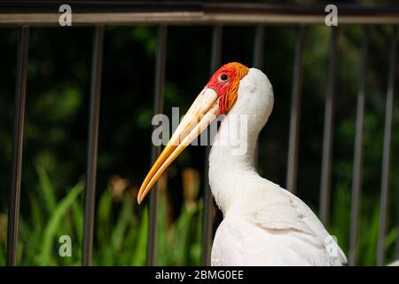 Porträt von Milchstorch Spaziergang entlang eines Pfades in einem Park. Stockfoto