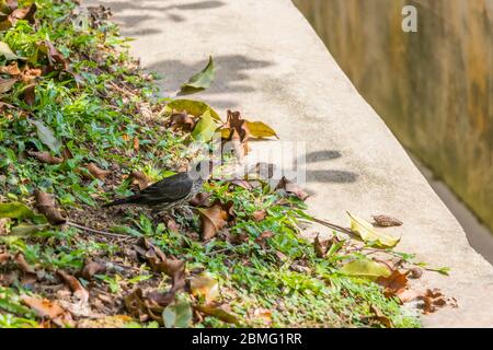 Asiatischer Glanzstarer, Vogel mit roten Augen in Malaysia. Stockfoto