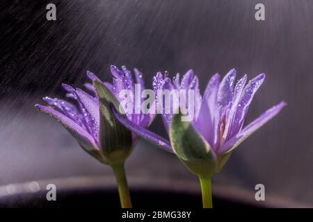 Lila blühende Lotusblume mit Wassertropfen Stockfoto