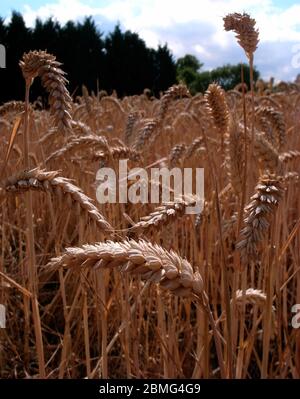 AJAXNETPHOTO. SOUTHAMPTON, ENGLAND. - GOLDENER WEIZEN WARTET AUF DIE ERNTE. FOTO: JONATHAN EASTLAND/AJAX REF:GRX0310 2260 Stockfoto