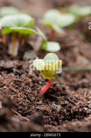 Raphanus sativum 'French Breakfast' Rettichsetzlinge Stockfoto