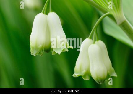 Polygonatum × hybridum. Solomons Robbenpflanze zeigt Blumen im Frühling. GROSSBRITANNIEN. NGM Stockfoto