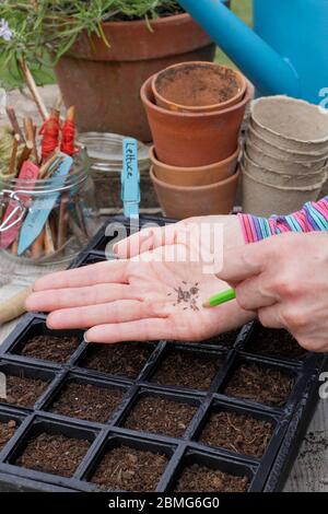 Säen von Salatsamen der Sorte „Little Gem“ in einem modularen Saattablett mit einem Bleistift zur Unterstützung der Saatabstände. GROSSBRITANNIEN Stockfoto