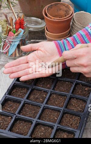 Aussaat von Salatsaaten in einem wiederverwendeten modularen Saattablett mit einem Gartendibber zur Unterstützung der Saatgutabstände. GROSSBRITANNIEN Stockfoto