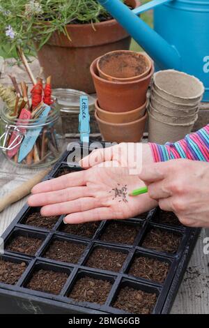 Säen von Salatsamen der Sorte „Little Gem“ in einem modularen Saattablett mit einem Bleistift zur Unterstützung der Saatabstände. GROSSBRITANNIEN Stockfoto