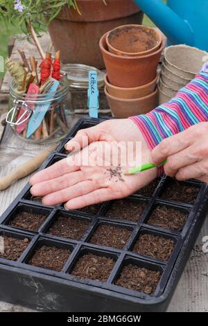 Säen von Salatsamen der Sorte „Little Gem“ in einem modularen Saattablett mit einem Bleistift zur Unterstützung der Saatabstände. GROSSBRITANNIEN Stockfoto