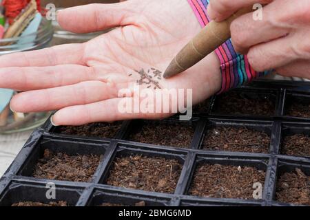 Aussaat von Salatsaaten in einem wiederverwendeten modularen Saattablett mit einem Gartendibber zur Unterstützung der Saatgutabstände. GROSSBRITANNIEN Stockfoto